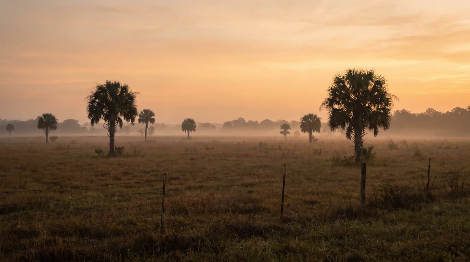 Open cattle pasture in rural central Florida at dawn with scattered cabbage palms